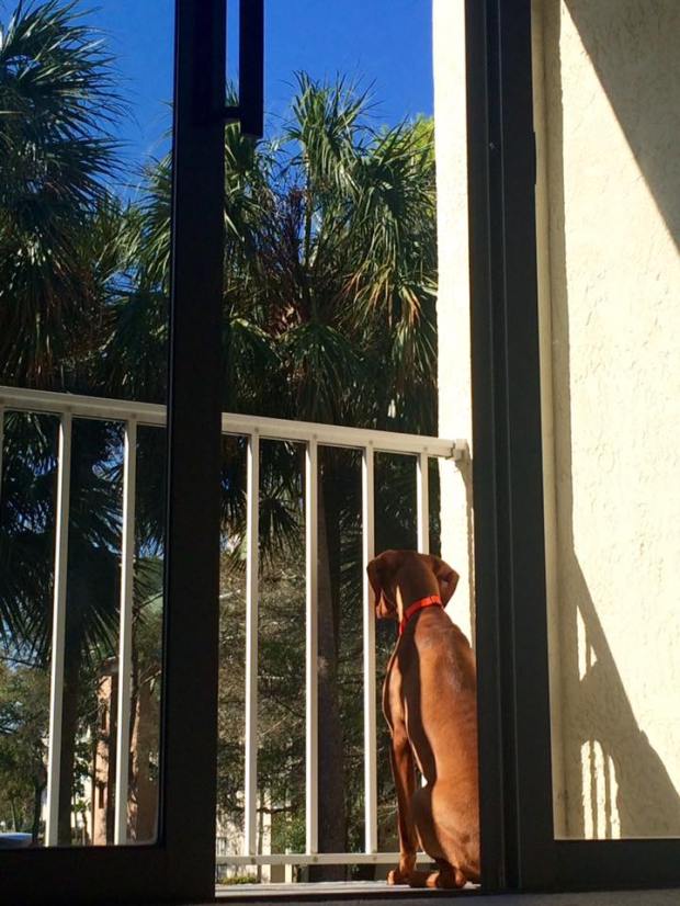 13012879_10154691064443238_3133801681157942296_n